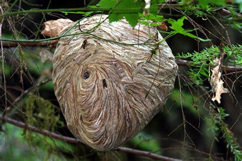 do wasp nests really work.